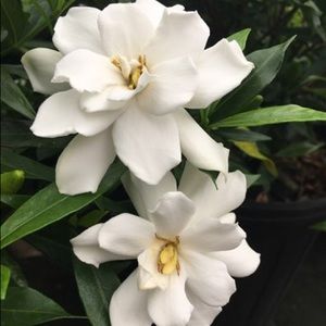 Meet your Posher, Iselin